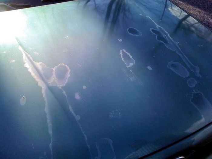 Sisa zat cair dari kotoran burung yang sudah mengontaminasi cat mobil.
