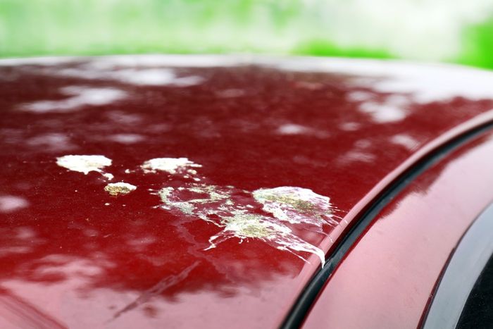 Ilustrasi. Zat asam pada kotoran burung atau getah pohon berbahaya bagi lapisan cat mobil.