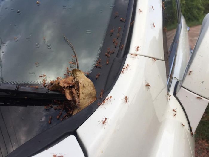 Parkir di bawah pohon bisa mengundang semut masuk ke kabin mobil