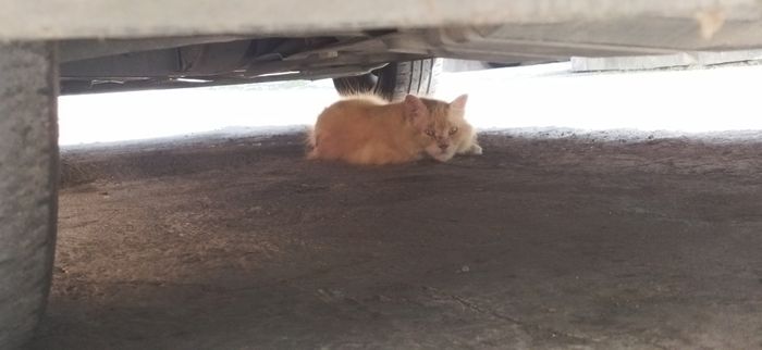 Kucing di kolong mobil mencari kehangatan