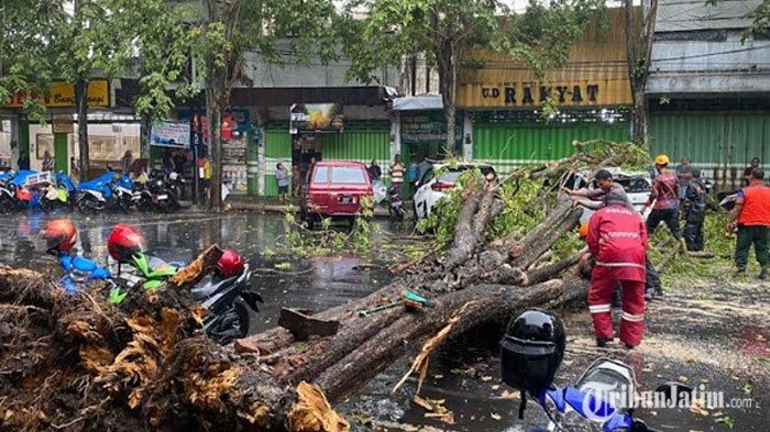 Hujan angin sebabkan pohon angsana tumbang menimpa Mitsubishi Xpander di Jl Teuku Umar, Bondowoso Jawa Timur