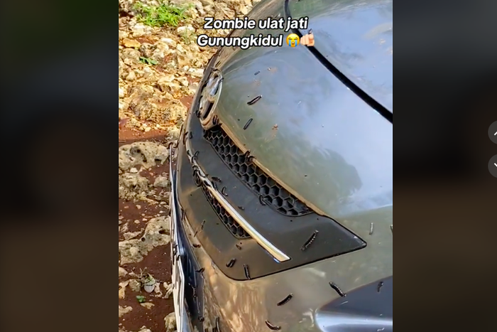 Bodi depan Toyota Vios ditempeli banyak ulat pohon jati di saat melintas di wilayah Gunungkidul, Yogyakarta