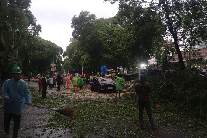 Pohon gebrak Toyota Avanza hingga renggut nyawa pengemudi