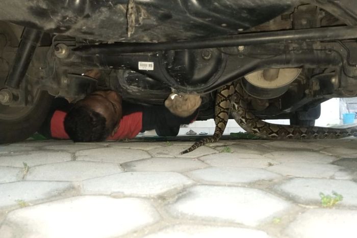 Petugas Pemadam Kebakaran (Damkar) Pamekasan masih berusaha mengevakuasi ular sanca sepanjang 3 meter yang terjepit di area tangki BBM Toyota Kijang Innova Reborn saat perayaan Idul Adha, (27/5/26) pagi