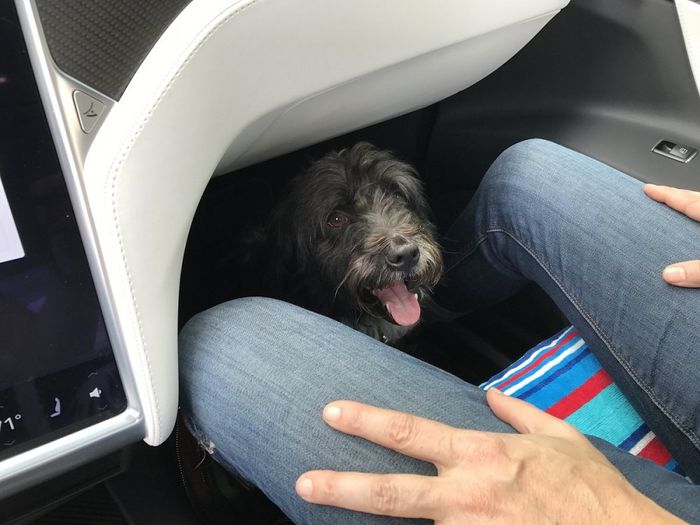 Seekor anjing sedang duduk di bawah dashboard mobil