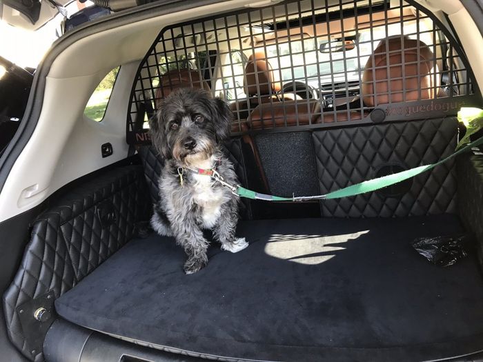 Sebuah tempat khusus anjing pada mobil Rogue Dogue