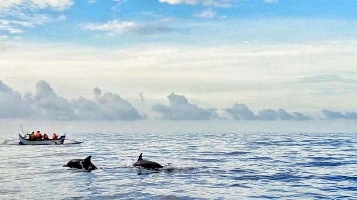 Mencari Lumba-lumba di Teluk Kiluan