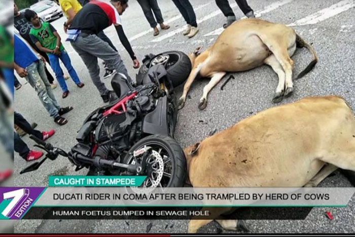 Dua ekor sapi juga jadi korban tertimpa Ducati Diavel