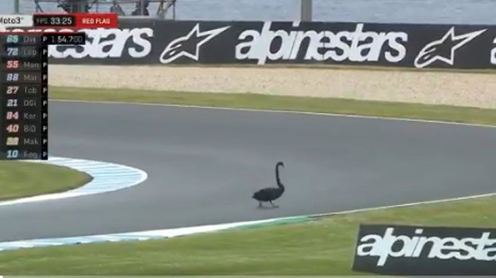 Angsa di MotoGP Australia