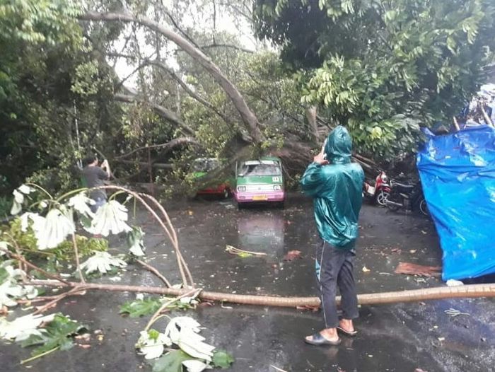 Angkutan umum tertimpa pohon di Bogor