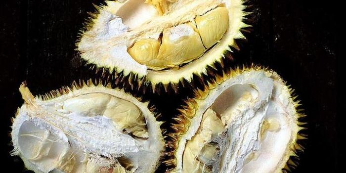 Durian Sumatra