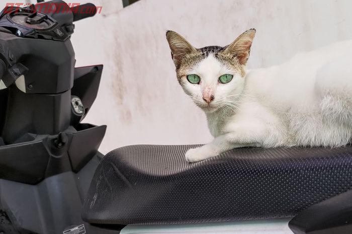 Garukan kuku kucing bisa bikin kulit jok motor rusak, begini cara mengatasinya (Foto Ilustrasi)