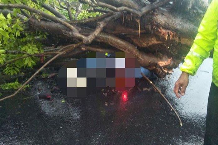 Pemotor korban pohon tumbang