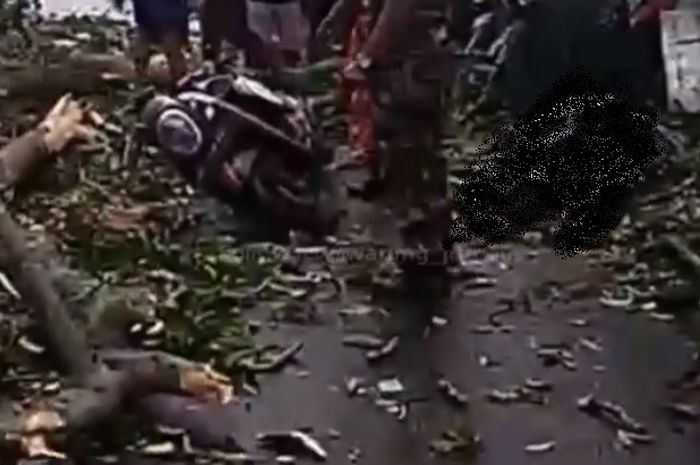 pengendara Honda SCoopy tewas tertimpa pohon tumbang di Bali