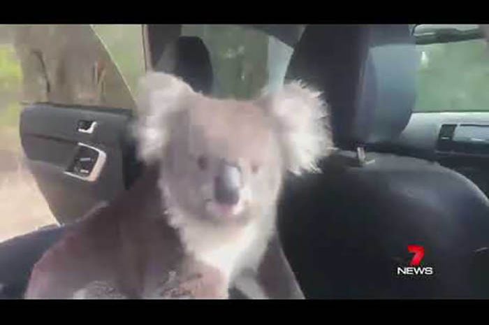Koala masuk mobil