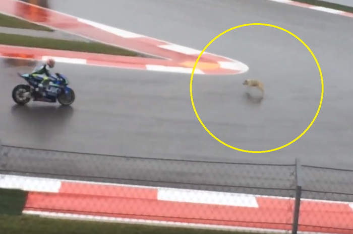 Seekor anjing keluar di sesi latihan MotoGP Amerika 2015