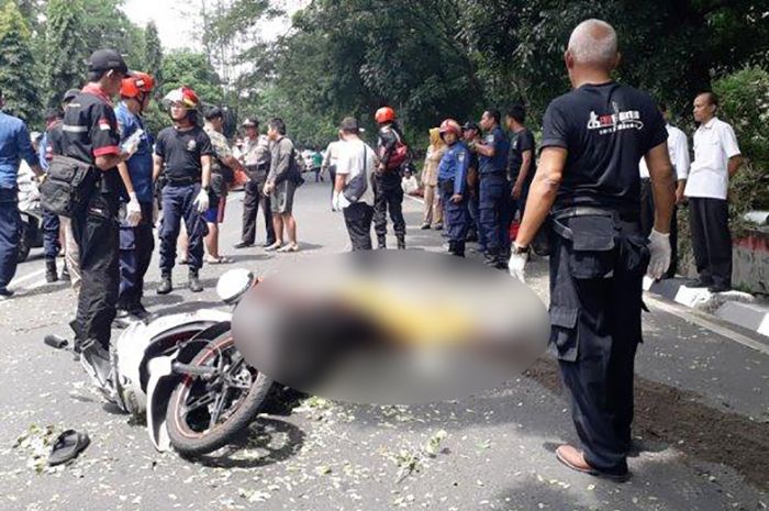Pengendara motor tertimpa pohon tumbang di Semarang
