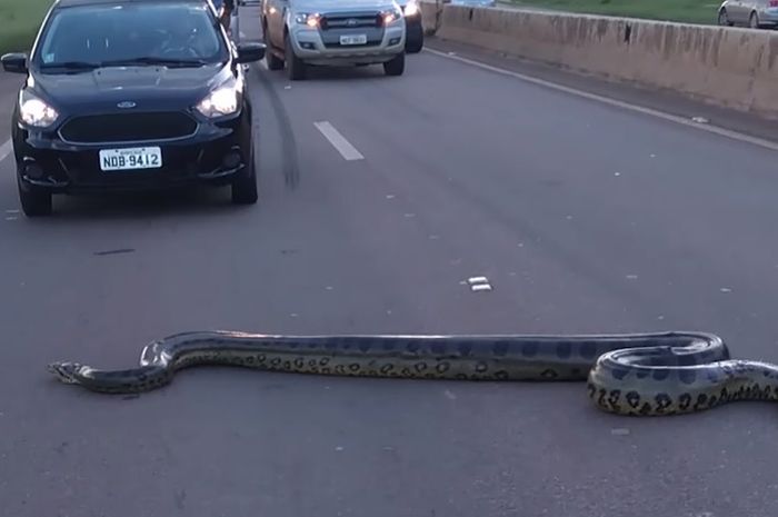 Ular anakonda menyeberang jalan