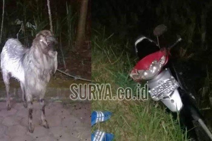 Suzuki Shogun 125 milik pencuri kambing yang ditinggal di sawah