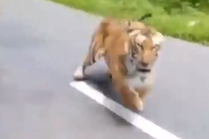 Seekor harimau mengejar pemotor