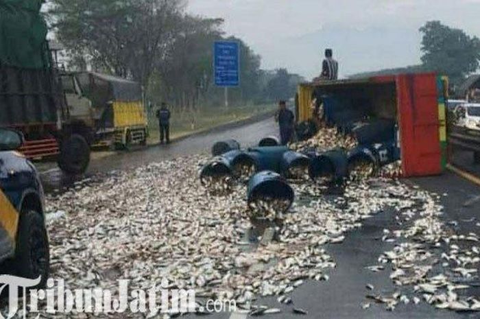 Kecelakaan truk mengakibatkan jalanan dipenuhi ikan mujair
