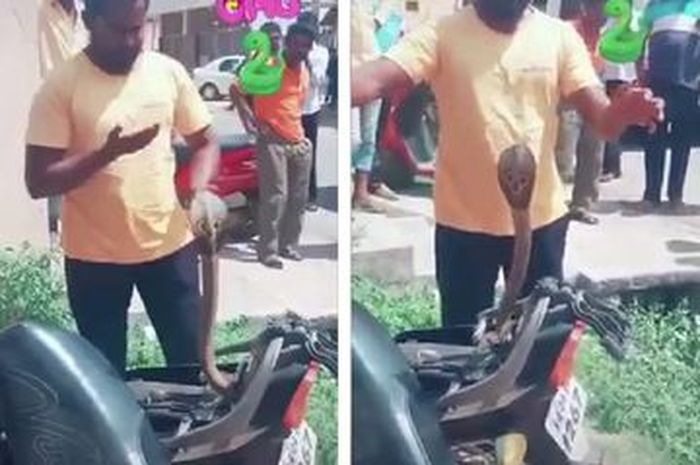 Ular kobra muncul dari bawah jok motor sport