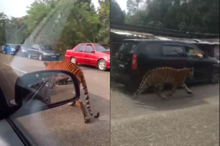 Harimau berkeliaran di Terengganu, Malaysia. 