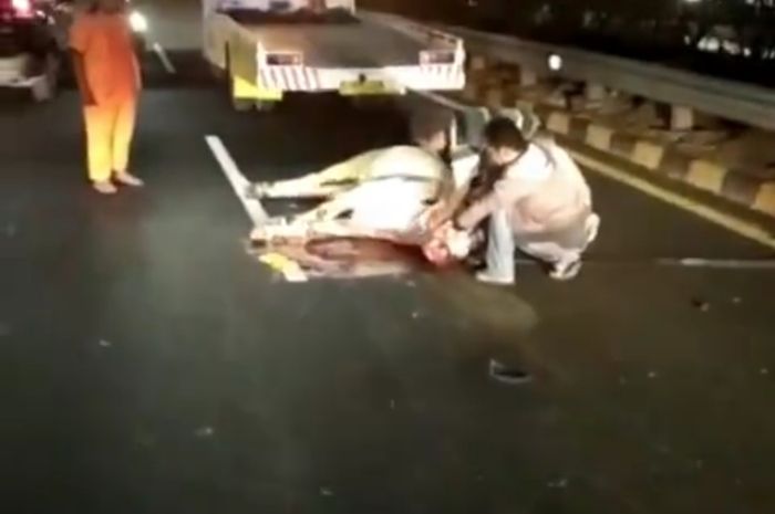 Seekor sapi yang dipotong di Jalan Tol Tomang arah Cawang akibat tertabrak Taksi