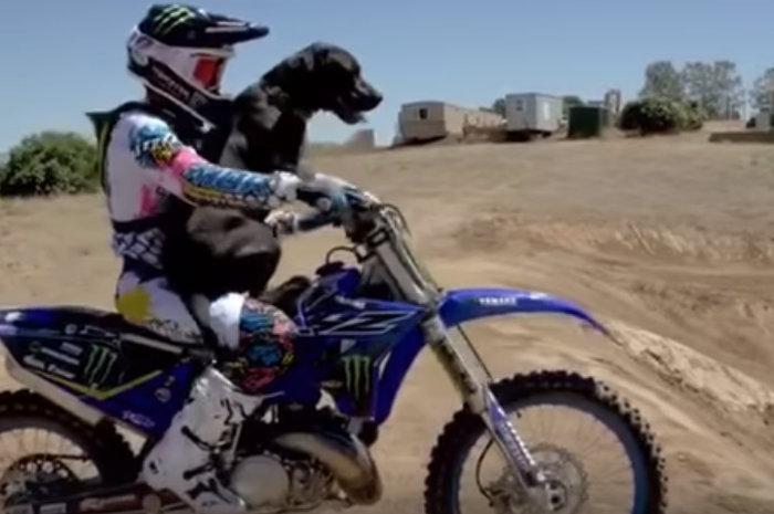 Jarryd McNeil bersama anjingnya berboncengan menggunakan motocross dua tak buatan Yamaha