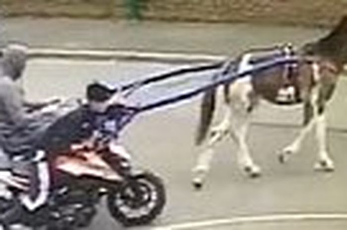 Dua orang pemuda mencuri satu unit motor KTM Duke 125 dengan bantuan seekor kuda 
