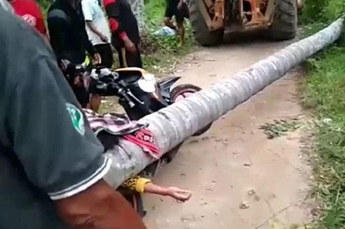 Evakuasi pemotor perempuan yang tewas tertimpa pohon kelapa sampai menggunakan alat berat.