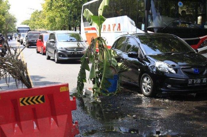 Jalan rusak yang ditanami pisang di Jalan Slamet Riyadi, Kelurahan Jajar, Kecamatan Laweyan, Kota Solo, Senin (25/11).  