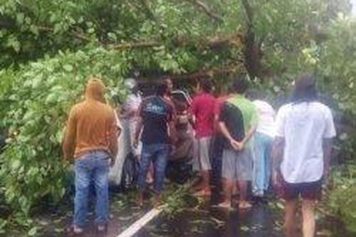 Suzuki Ertiga tertimpa pohon roboh di Balongbendo, Sidoarjo, Jatim
