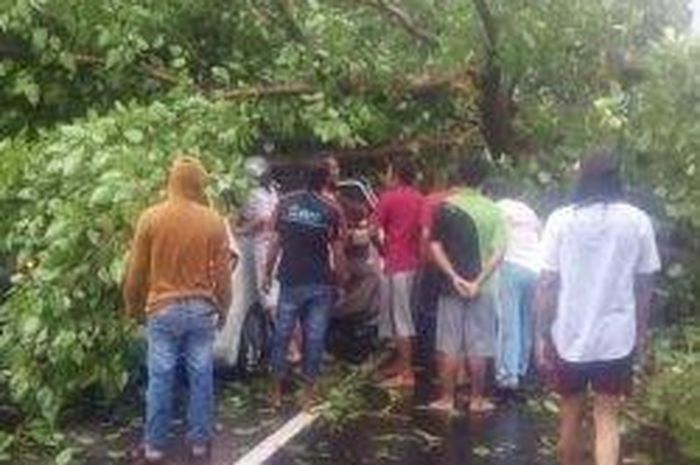 Suzuki Ertiga tertimpa pohon roboh di Balongbendo, Sidoarjo, Jatim