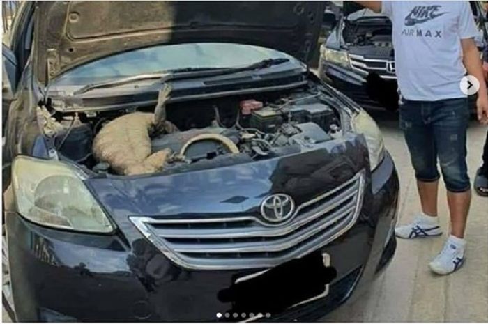 Seekor biawak masuk ruang mesin mobil, membuat pemilik mobil kaget