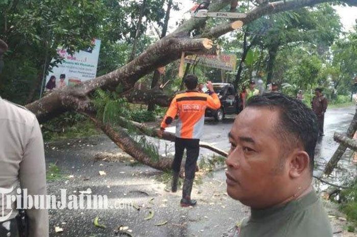 Petugas memotong batang pohon Flamboyan yang tumbang di Jalan Raya Desa Mojono, Kecamatan Plemahan, Kabupaten Kediri, Rabu (26/2/2020) petang.  