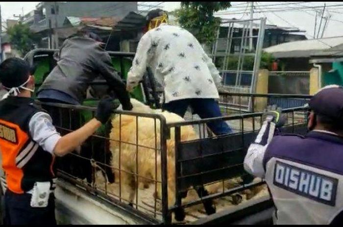 Penumpang pikap rela duduk bersama beberapa ekor domba dari Cianjur menuju Garut. Dishub Cimahi mendapati pemudik tersebut di lokasi cek poin Padasuka, Kota Cimahi (28/4/2020). 