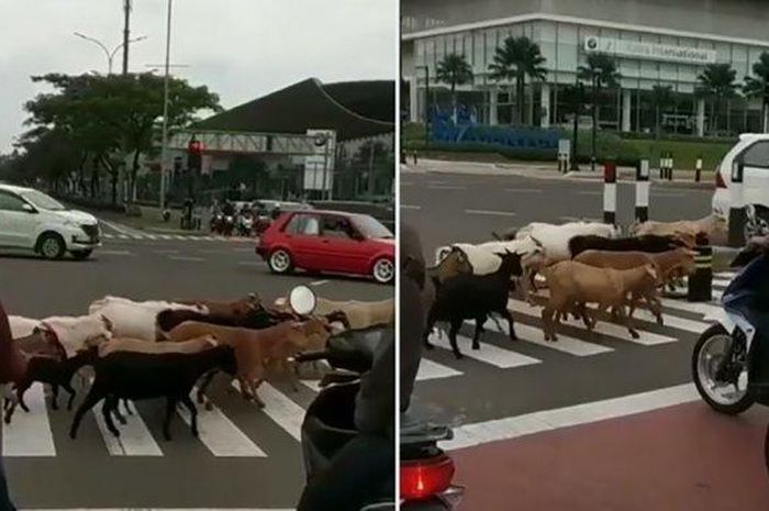Tangkapan layar segerombolan kambing menyebrang di perempatan lampu merah Astra Biz Center, Tangerang Selatan. 