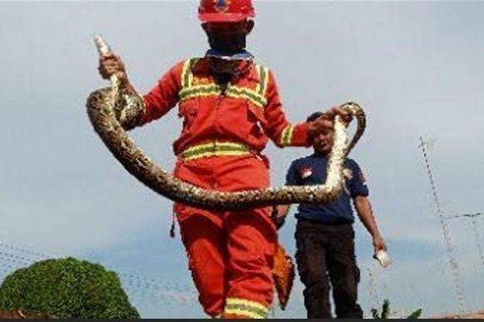 Ilustrasi. Petugas berhasil menangkap ular piton yang bergelantungan di langit-langit atap rumah warga, di Kelurahan Sendangharjo, Kecamatan Tuban, Senin (27/4/2020) 