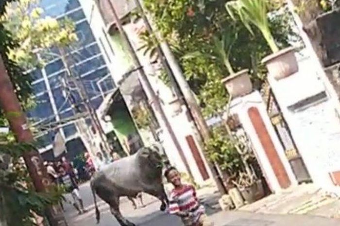 Seekor sapi yang kabur dan mengejar bocah di kawasan Pancoran, Jakarta Selatan (Istimewa) 