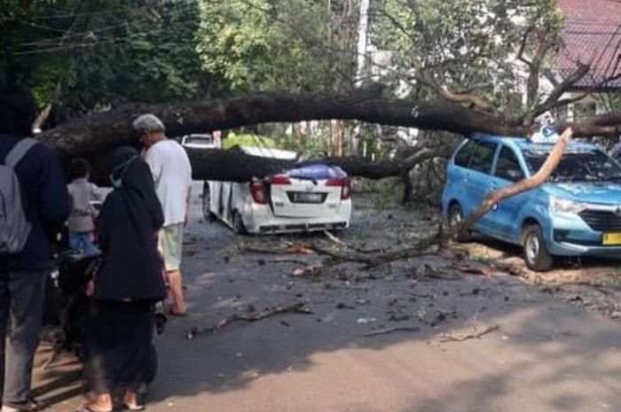 Daihatsu Sigra dan Toyota Transmover gepeng tertimpa pohon tumbang di Kebayoran Baru