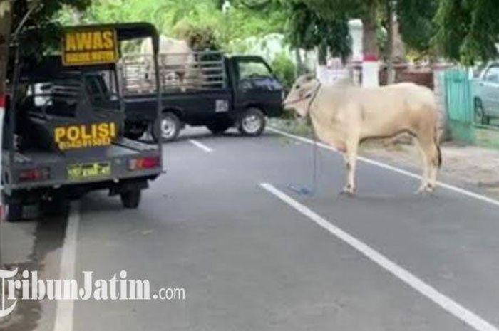 Polisi berusaha melumpuhkan sapi yang lepas dan ngamuk dengan cara menembaknya di Jl Borobudur, Kota Blitar, Kamis (30/7/2020) 