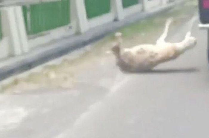 Seekor kambing terjatuh dari pikap dan sempat terseret di Jalan Jatinom-Boyolali.  