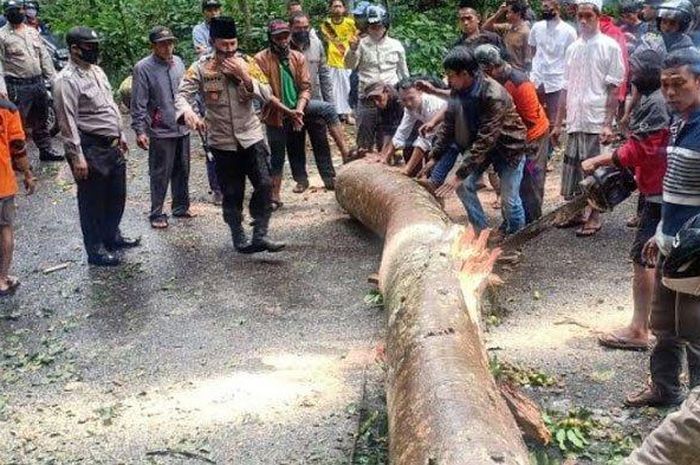 Kapolsek Sempolan AKP Suhartanto dan petugas gabungan bersama warga memotong pohon tumbang di jalur Gumitir, Jember, Jumat (31/7/2020)  