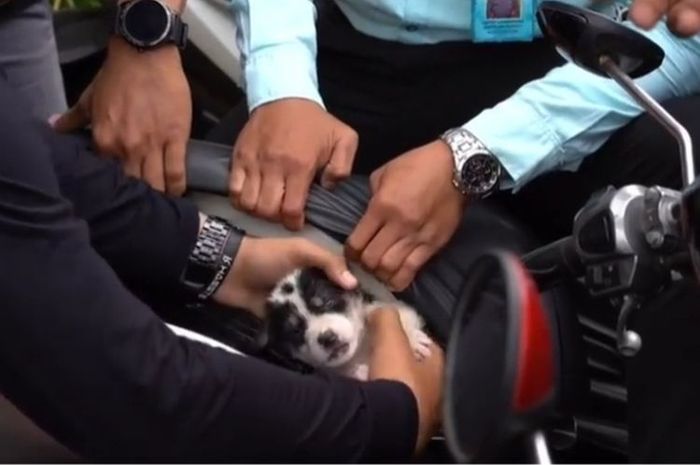 Anggota Polres Klungkung menyelamatkan anjing dari jok motor(Istimewa)
