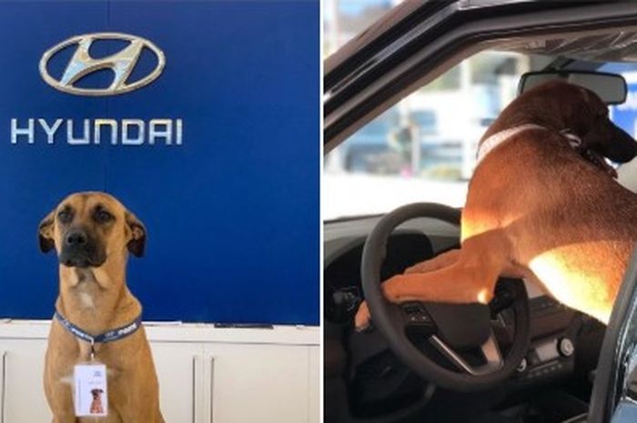 Anjing jalanan ini diangkat jadi karyawan Hyundai, pakai id card juga!