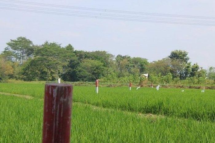 Patok-patok tol Solo-Jogja yang sudah terpasang di sawah-sawah milik warga Polanharjo, Klaten