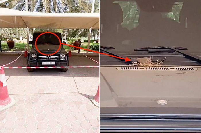 Putra Mahkota Dubai Fazza rela membiarkan Mercedes-Benz AMG G63 miliknya menjadi sarang burung