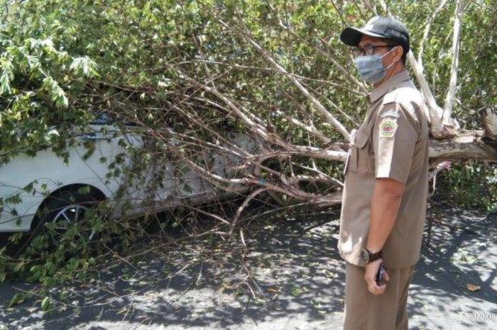 Toyota Calya tertimpa pohon tumbang ulah truk tronton maksa di Gianyar, Bali