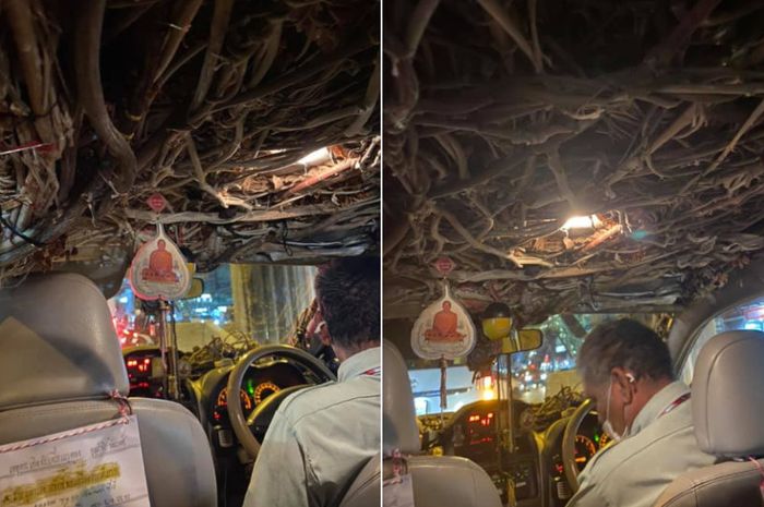 Sopir taksi penuhi kabin mobil dengan batang dan akar pohon